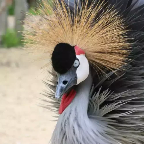 Baru aviario (1)