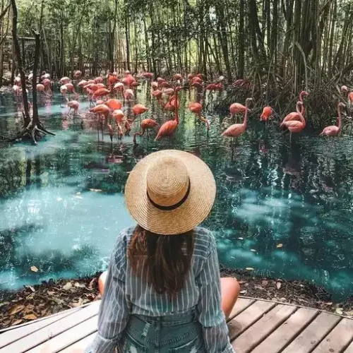 Baru aviario (3)