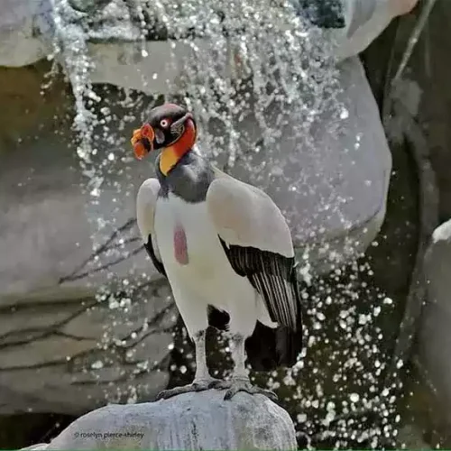 Baru aviario (6)