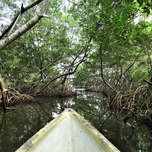 Mangrove-1.jpg