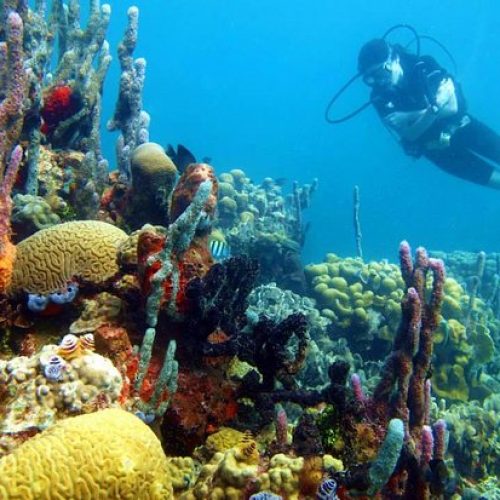 buceo (5)